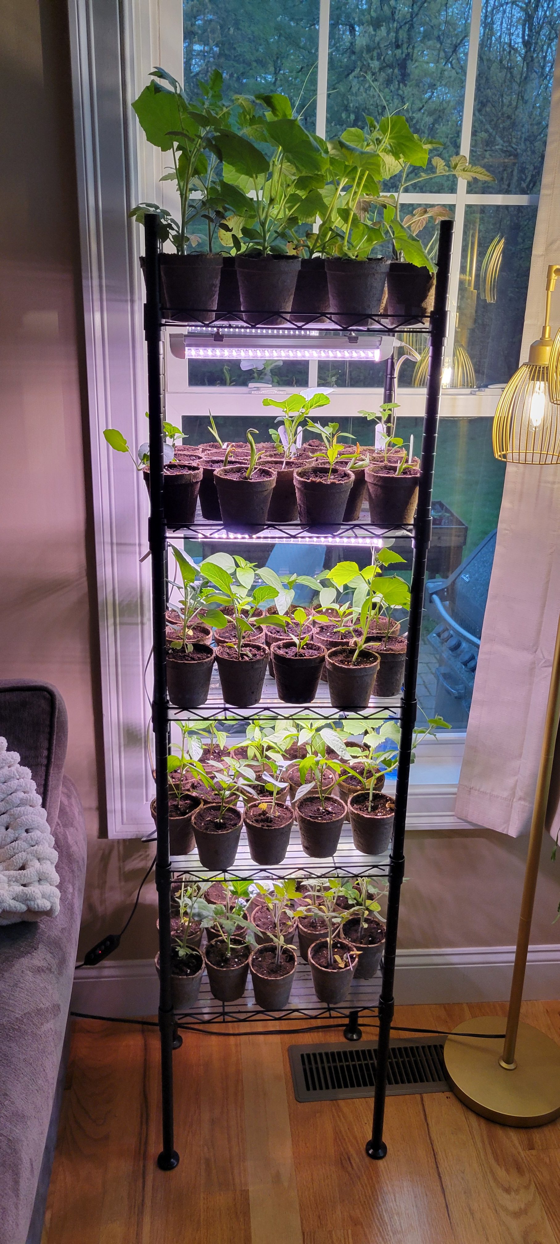 The Start Of It All: Seeding