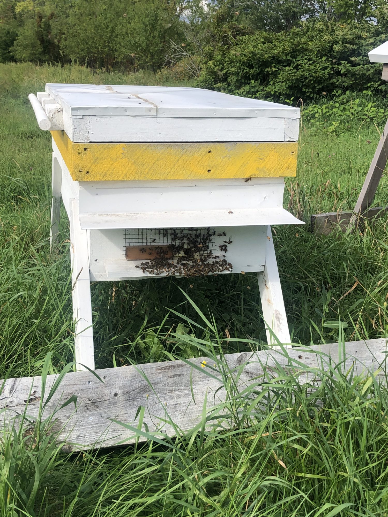 How it started: Bees