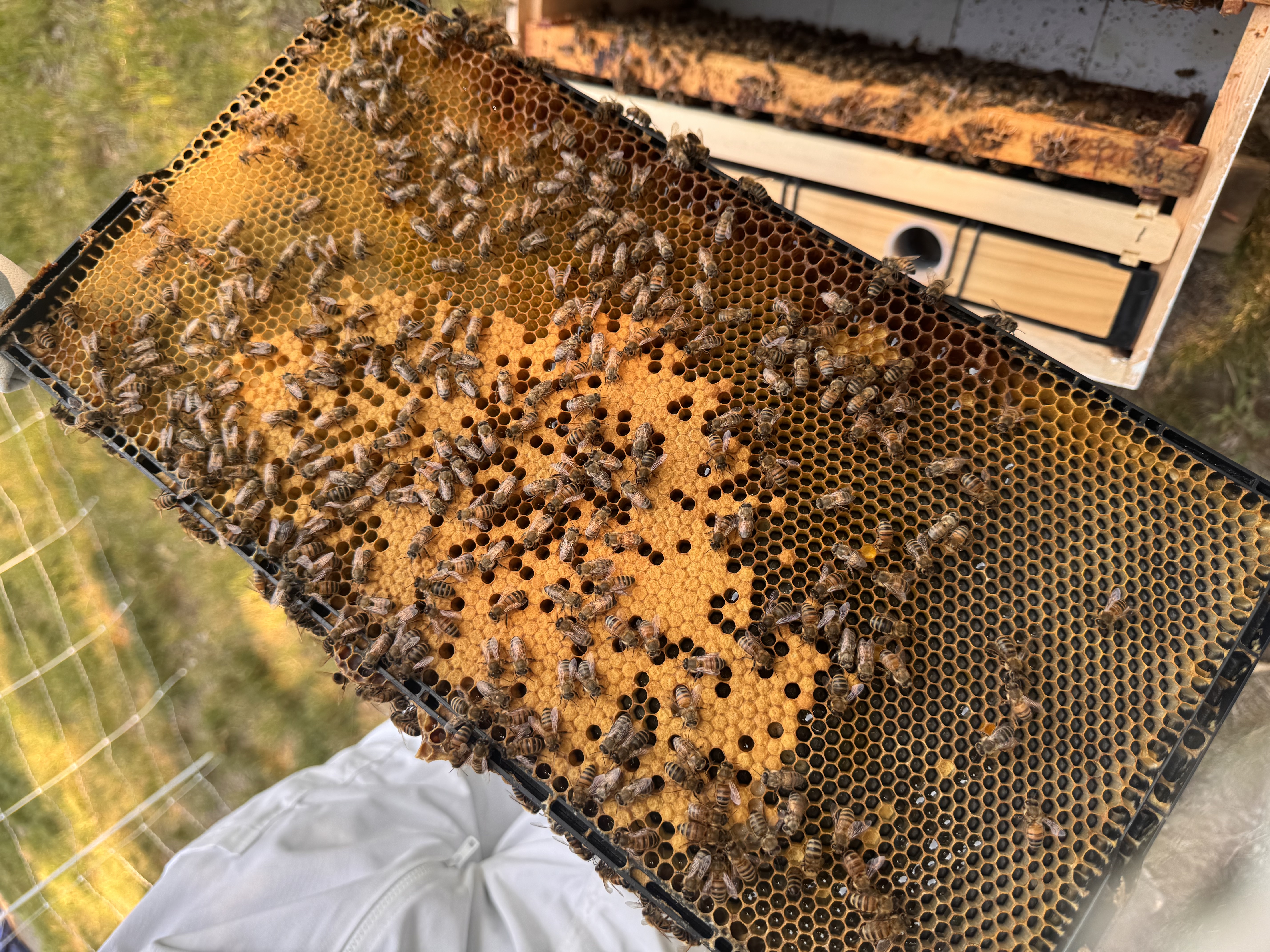 The First Steps to Beekeeping: What We Actually Had to Do
